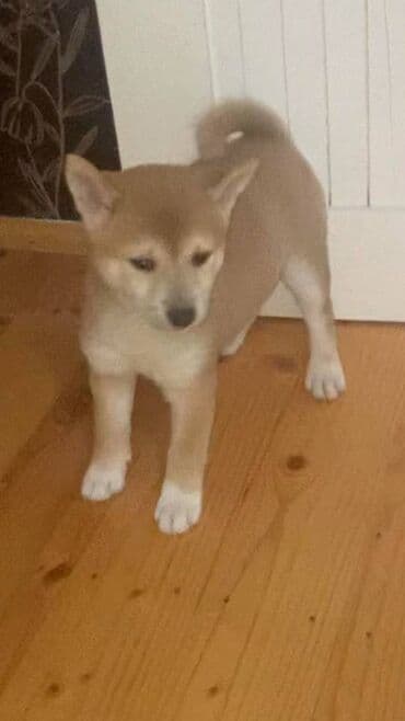 Životinje: Shiba inu stenci na prodaju, muskog i zenskog pola, crvene boje — 1
