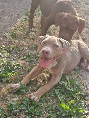 Životinje: Vrhunski štenci American Bully XL dostupni za prodaju. Krvna linija — 4