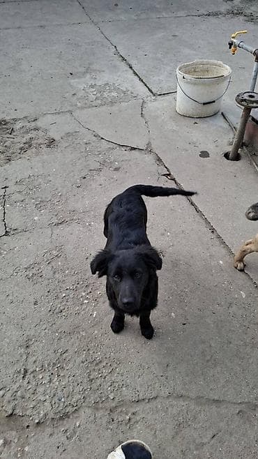 Psi: Na prodaju preslatki kučići mesanci malinoe i pulina.  Kučići su stari — 2