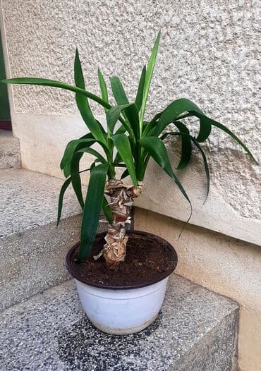 tepisi od memorijske pene: Malo drvo života Visina je od 45cm. Lično Bg ili slanje post — 1