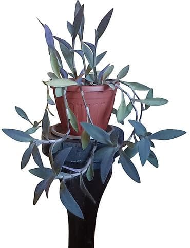 livadske biljke slike: Tradescantia sillamontana (paukova tradeskancija) u saksiji prečnika — 2