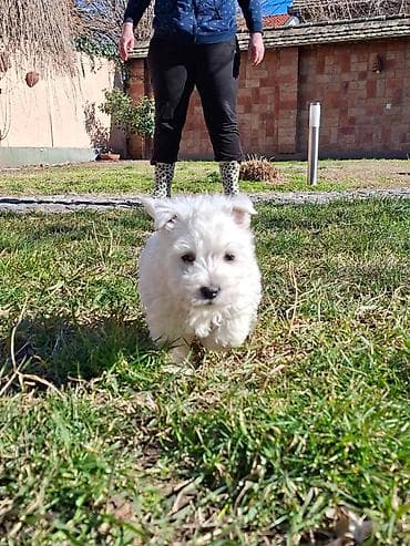 Psi: Zapadno škotskog belog terijera "W E S T I " stari 2 meseca — 4
