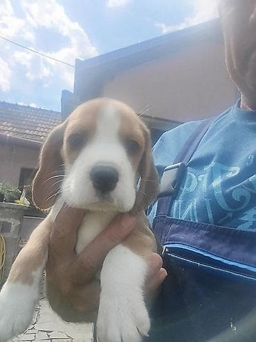 labrador stenci bez papira: Bigl stenci Na prodaju 2 zenke 1 zenka Ostenjeni 11 aprila 2025 Majka — 2