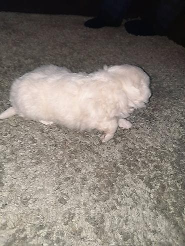 maltezeri na poklon nis: Štenci majke mini maltezera i oca pikinejzera - Čisto beli štenci — 3