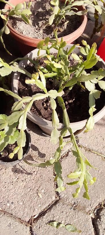 trake za spavanje: Sobne i ukrasne biljke u saksijama – više vrsta - Syngonium — 6