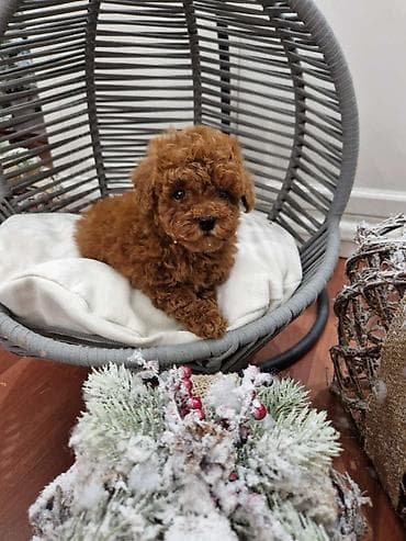 labradori na poklon: Pudle toy I teacup Registrovana odgajivacnica Hopy queen poodle ima — 4