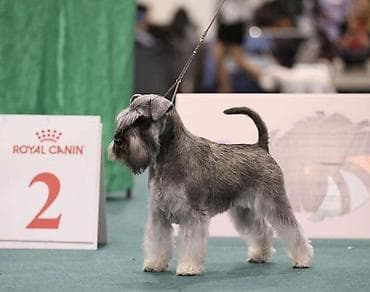 bebe psi: Patuljasti ŠNAUCERI biber so Odgajivacnica PATULJASTIH SNAUCERA Belih — 4