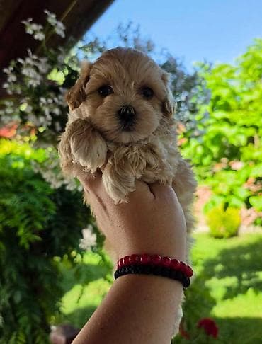 psi štenci: Savrseni maltipoo bebani spremni su za preuzimanje. Jako malog rasta — 5