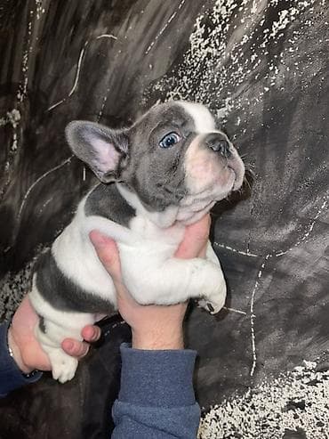 slatki psi: Francuski bulldog štene, jedinstven merle šare. Kompaktno, snažno — 9