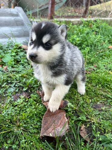 Ostale životinje: Sibirsky haski štenci - Leglo prelepih štenaca sibirskog haskija — 3