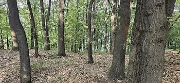 izdajem: Borsko jezero,12400m2 pored puta i vode,parcela 1842/2 sredisnji — 2