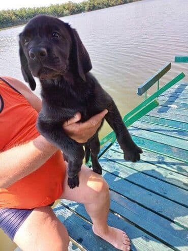 pudlice na prodaju: Labrador štenci na prodaju u crnoj boji, oba pola u ponudi. Štenci su — 5
