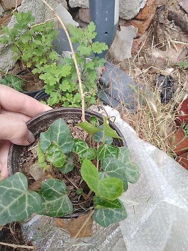 dekom: Zimzeleni bršljan (Hedera helix) u saksiji - Vrsta — 2