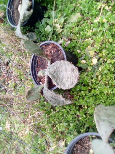 kaktus za jelo: Kaktusi ne mrznu — 3