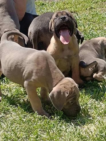 psi: Kane Korso štenci Odgajivačnica Cane Corso Kennel Heavenly Kingdom FCI — 7