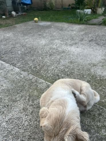 mini maltezer mali psi za stan na poklon: Rasa: mali pas tipa pekinezer (kratka njuška, okrugla glava, spuštene — 3