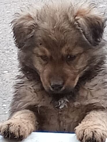 psi za dvoriste prodaja: Štenci mešanca – šarmantni mali medvedići - Leglo preslatkih štenaca — 8