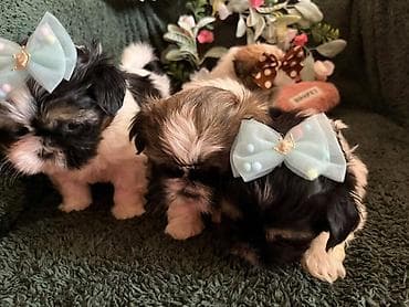Prelepi Shih Tzu štenci iz registrovane FCI/KSS odgajivačnice „Moon — 9