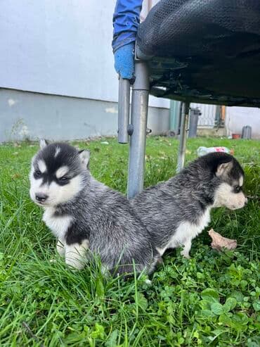 Ostale životinje: Sibirsky haski štenci - Leglo prelepih štenaca sibirskog haskija — 10