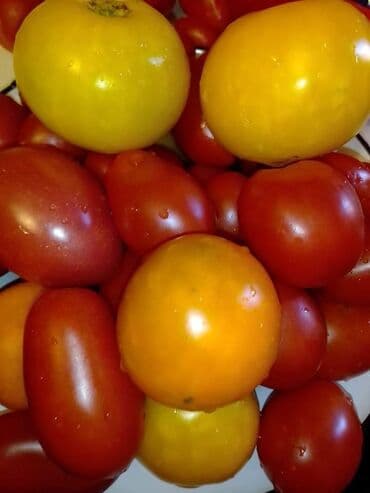 Sve za vikendicu i baštu: Seme paradajza! Crveni jabučar Žuti jabučar Narandžasti jabučar — 19