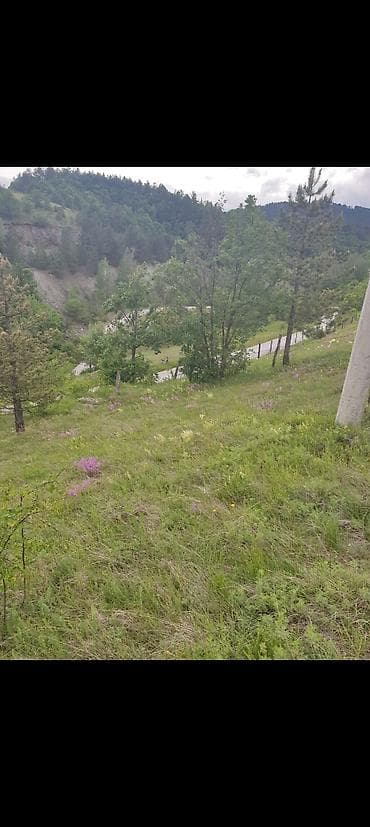 prodaja kuce cacak: ŠLJIVOVICA – ZLATIBORSKA OAZA MIRA (Opština Čajetina) ? ​Prodajem dve — 5