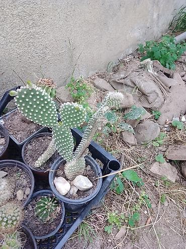 forma ideale sto i stolice za terasu: Kolekcija kaktusa – više vrsta u saksijama - Opuntia (indijska — 2
