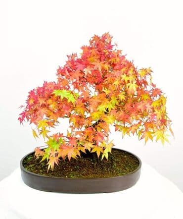 mini motorne testere: Sakura Bonsai mini japanska trešnja seme
Cena: 650din/5 semenki — 8