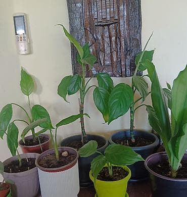 sobno cvece kalatea: Sobne biljke Aglaonema modestum – od 250 do 600 dinara - Više komada — 2