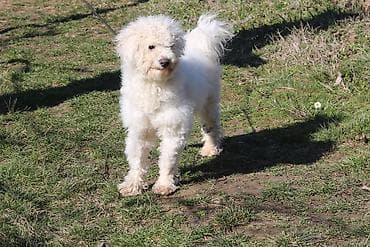 Bison pudla miks, 6 meseci mlad