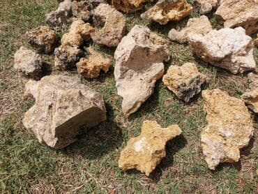 Baštenska dekoracija: Novo