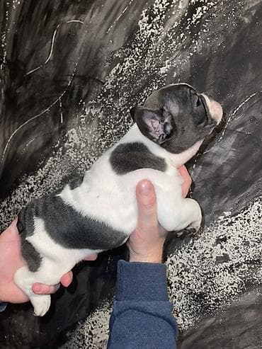 pomeranac mali psi za stan na poklon: Francuski buldog štenci – merle i bele šare, plave oči - Rasa — 10