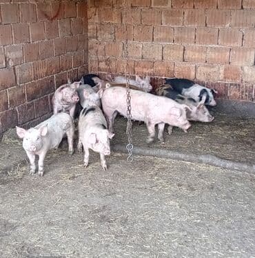 Prasići na prodaju, težine od 20 - 30kg. Za dodatne informacije na lalafo.rs Prasići na prodaju, težine od 20 - 30kg. Za dodatne informacije