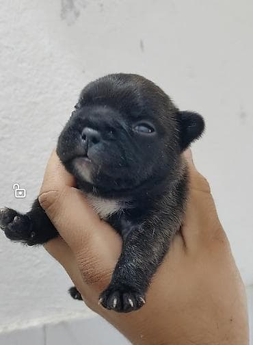 cane corso stenci prodaja: Stenci francuskog buldoga u ponudi, Sombor,Srbija

Cena 300e — 2