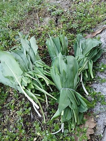 ikea basta: Planinski sremuš🌱 Sremuš-bomba zdravlja Nova tura berbe 3 vezice 100 — 1