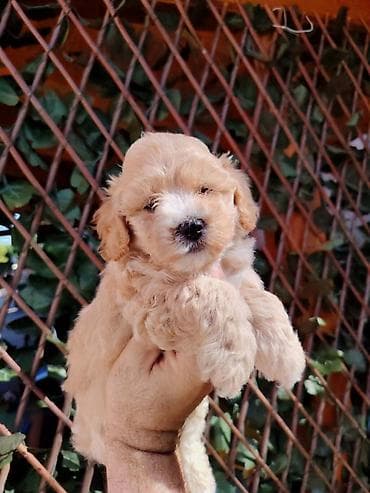 maltezeri cena: Dostupni za preuzimanje MALTIPOO prelepi, razigrani stenci, 4 decaka — 2