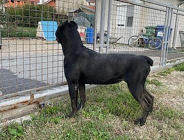 Kane korso – ženka - Snažna, atletska građa, široka glava i izražen