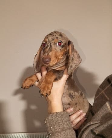 Mlado štene jazavičara (dachshund), kratkodlaki tip, u retkoj — 3