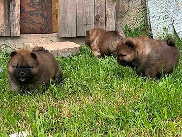 mali psi za stan na poklon: Chow Chow štenci Štenci Čau-Čau izložbenog potencijala sa rodovnikom — 3