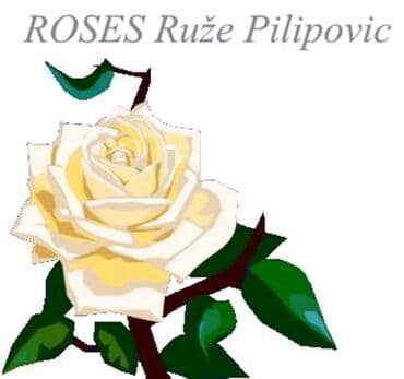 Baštenska dekoracija: Ruže stablašice – ukrasne ruže kalemljene - Različite boje i oblici — 6