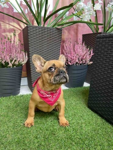 francuski buldog plavi cena: Odgajivacnica "Happy Puppies" ima u ponudi prelepe stence francuski — 9