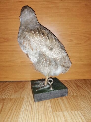 Preparirana ptica — 4