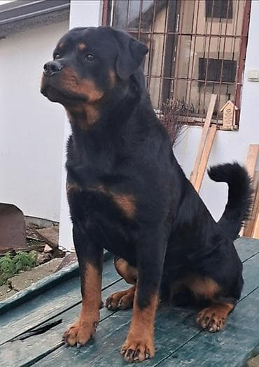 francuski buldog štenci: Rotvajler, muška štenad Odgajivačnica „Fustendorf“ FCI 5449, rasa — 8
