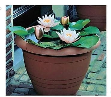 mastermax trimer na kolicima: 05. Seme Lotosa Cena:950din/5 semenki Za kućni Lotus potrebna vam je — 2