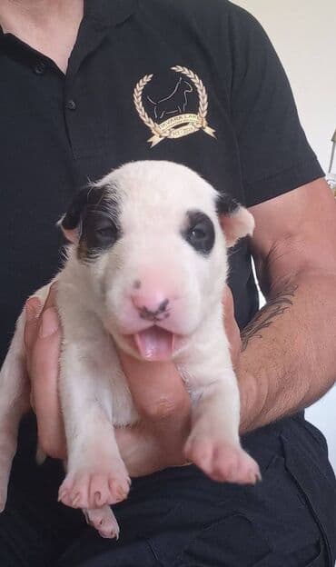 oglasi psi: Odgajivačnica TIKVARA LAKE KENNEL FCI 7519 predstavlja vrhunske štence — 4