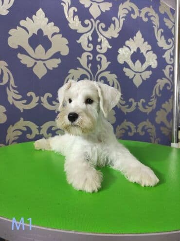 Psi: Odgajivačnica KARDIA SKILOS Kennel ima na prodaju prelepe štence belog — 5