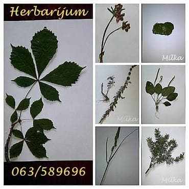 batajnica slike: Herbarijumi-NOVO Ispresovane nove nekorištene determinisane biljke za — 6