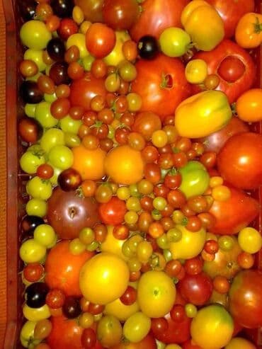 Sve za vikendicu i baštu: Seme paradajza! Crveni jabučar Žuti jabučar Narandžasti jabučar — 2