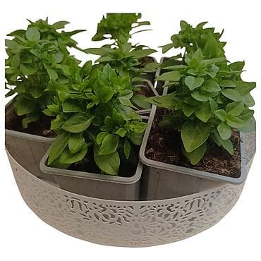 Mini bosiljak – žive sadnice u saksiji - Vrsta: Ocimum basilicum