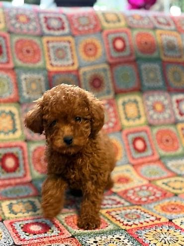 Ptice: Nasa odgajivacnica se nalazi u Indjiji i bavimo se uzgojom pasa 15 — 10