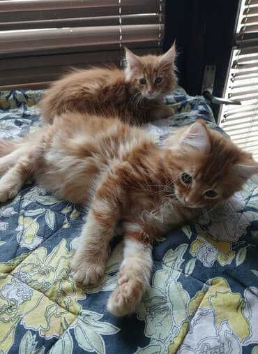 jeftina hrana za pse: Mace dugodlake – leglo prelepih mačića - Tip: kućne mačke dugodlake — 2